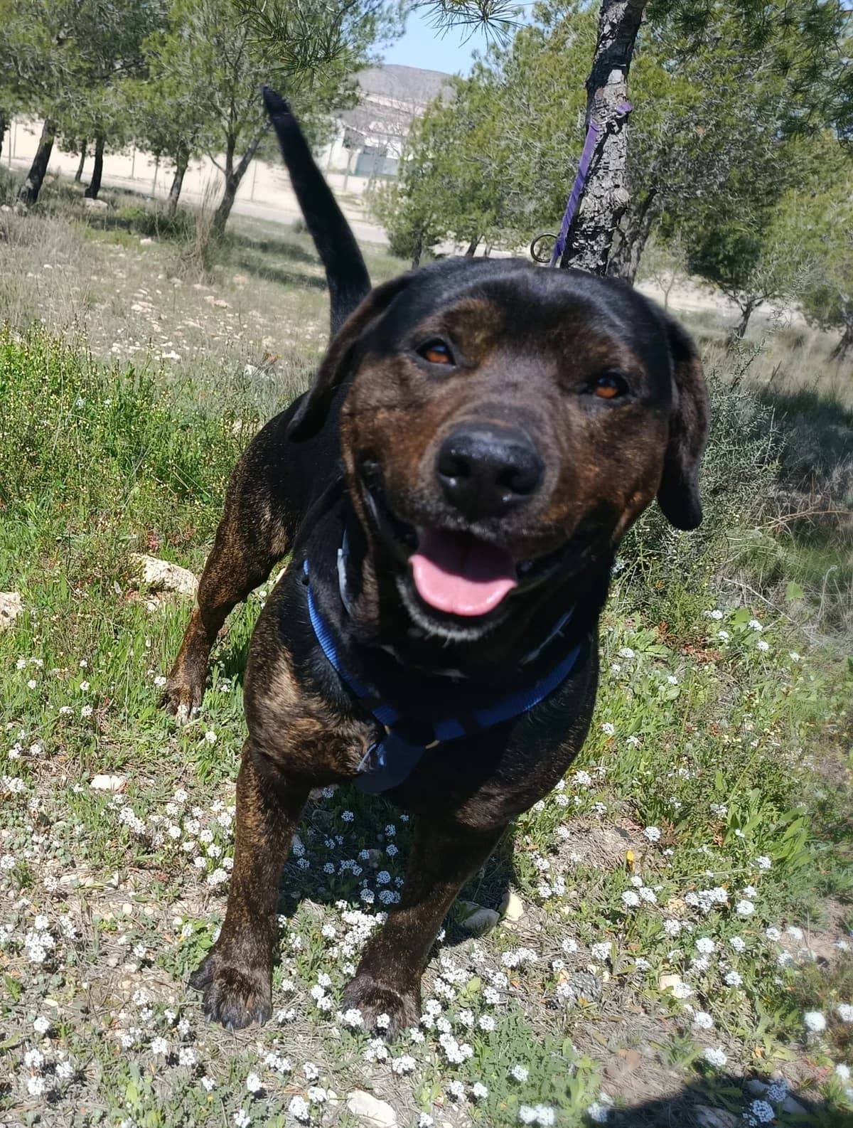 BRUNO, male young Mixed Breed for adoption at Cuatro Patas Jumilla