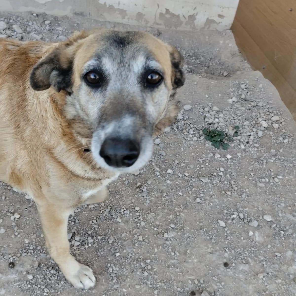 CANDELA, female puppy German Shepherd for adoption at Cuatro Patas Jumilla
