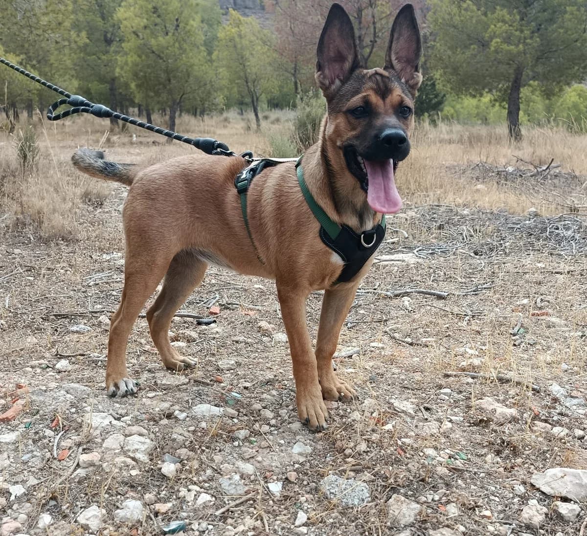 CATA, female Mixed Breed for adoption at Cuatro Patas Jumilla