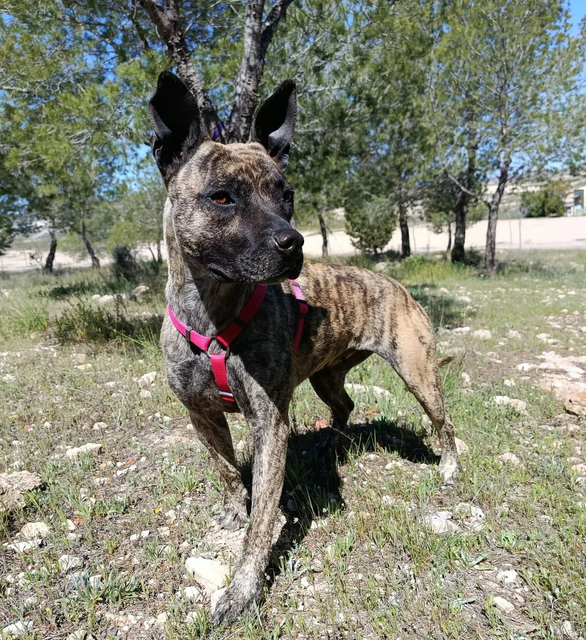 CHRISTÍN, female young Mixed Breed for adoption at Cuatro Patas Jumilla