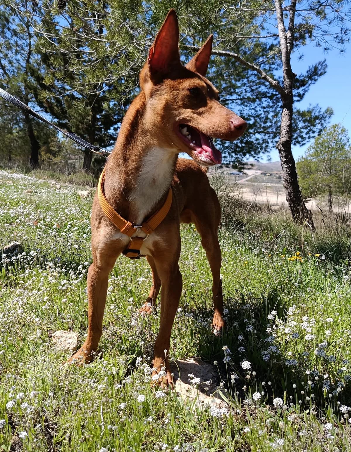 GOLFO, female young Mixed Breed for adoption at Cuatro Patas Jumilla