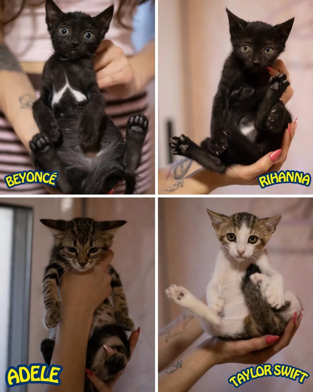 Las 4 cantantes, Mixed Breed for adoption at Cuatro Patas Jumilla