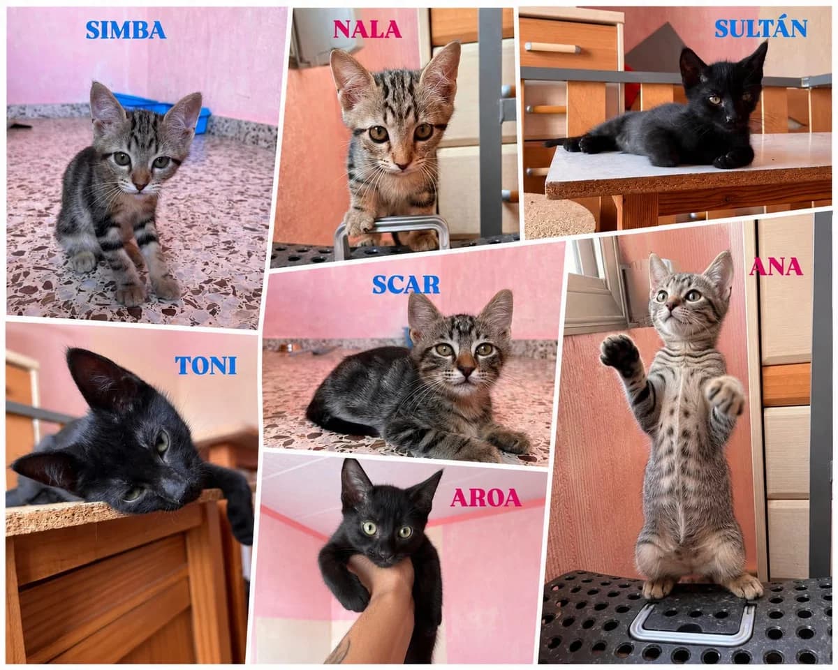 SIMBA, NALA, SULTÁN, TONI, SCAR, AROA Y ANA, Mixed Breed for adoption at Cuatro Patas Jumilla