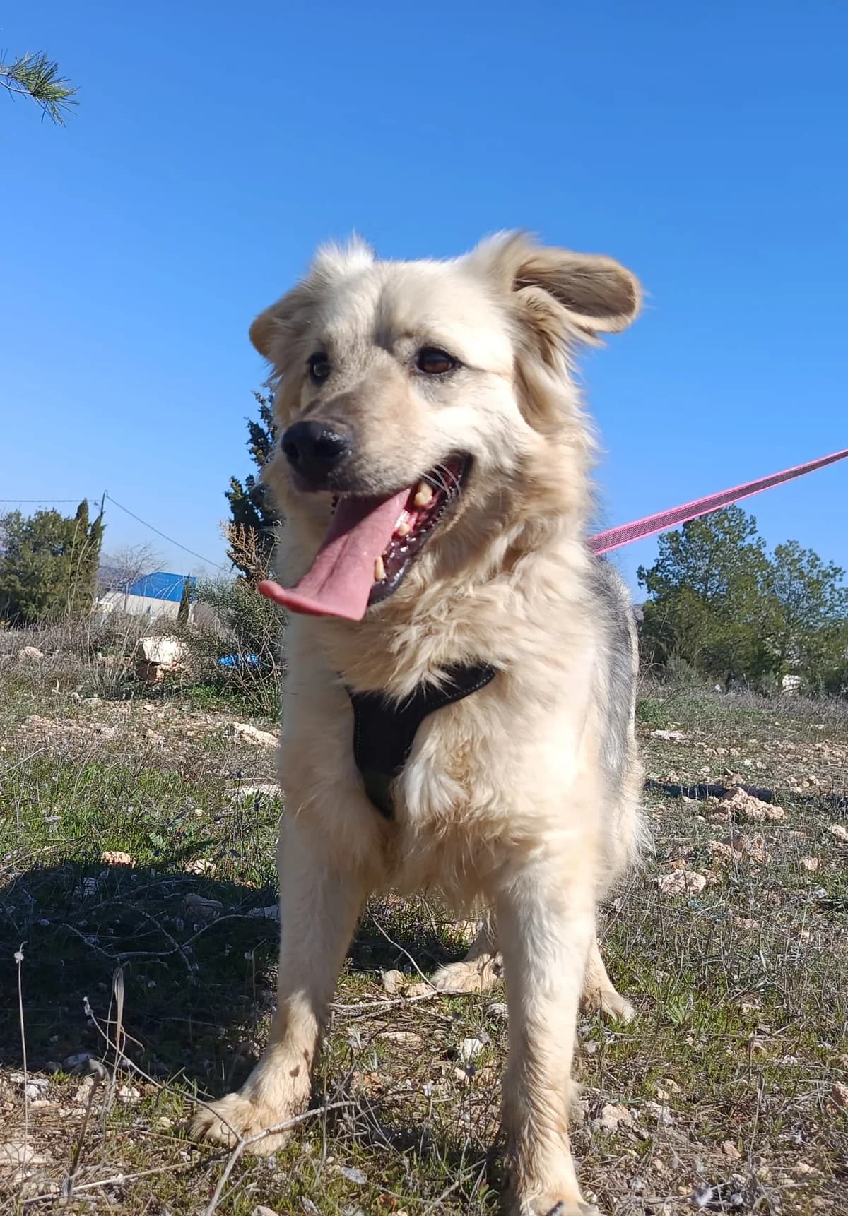 TARZÁN, male 4yo Mixed Breed for adoption at Cuatro Patas Jumilla
