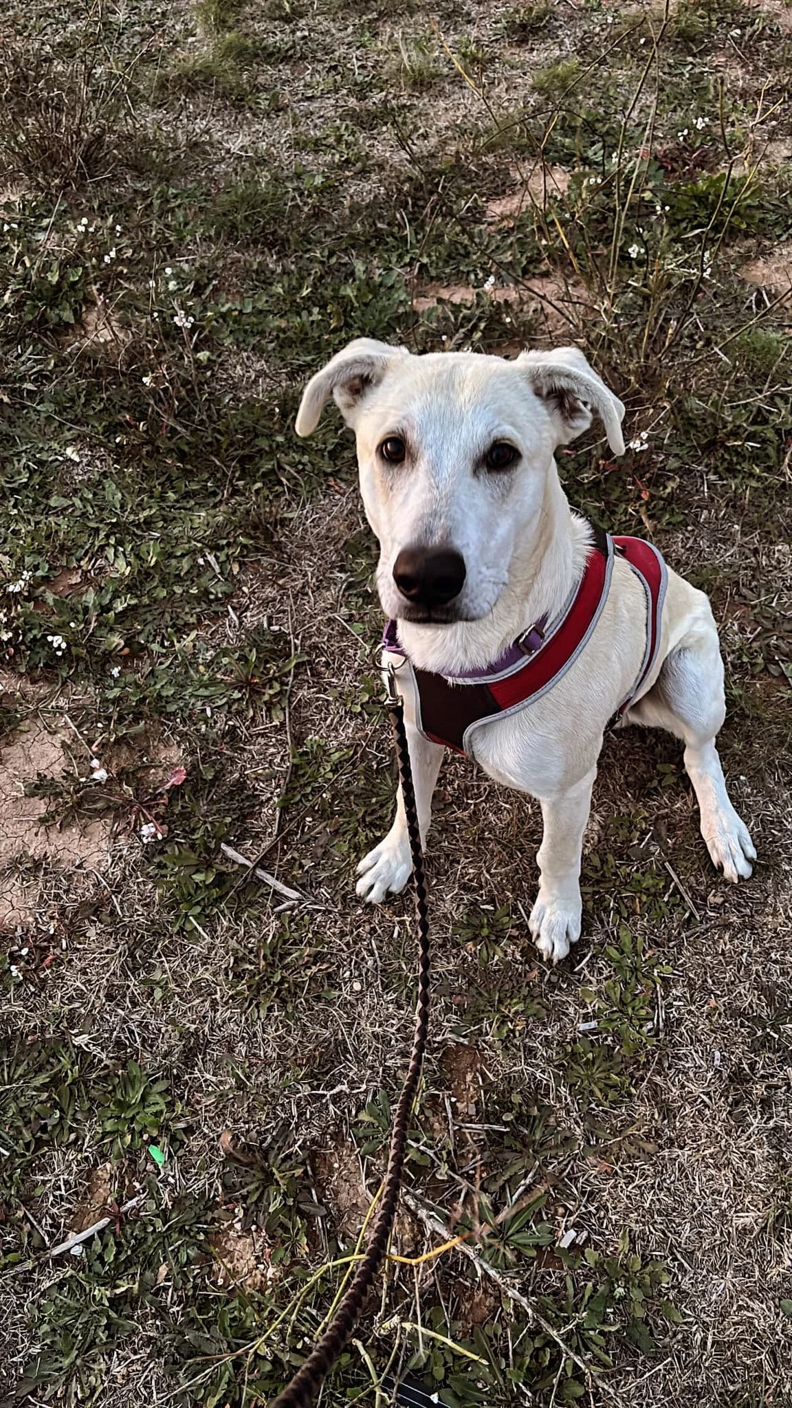 ZARO, Mixed Breed for adoption at Cuatro Patas Jumilla