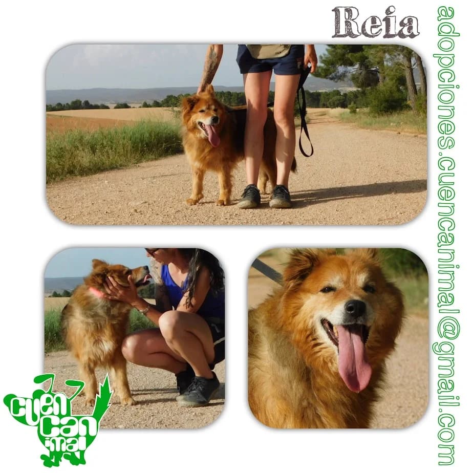 Reia, female senior Mixed Breed for adoption at CuencAnimal