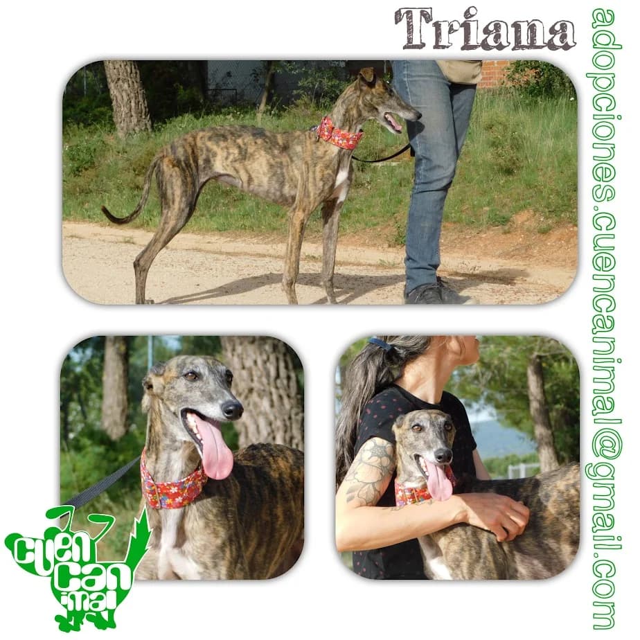 Triana, female 4yo mixed breed for adoption at CuencAnimal