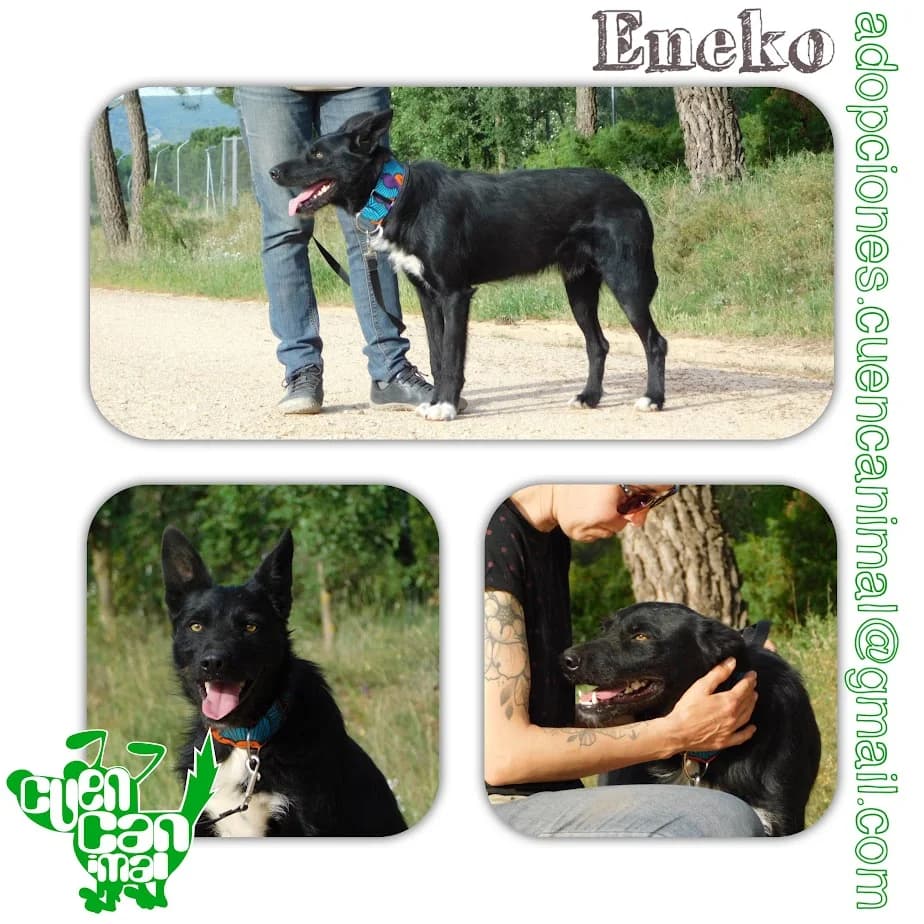 Eneko, male young Mixed Breed for adoption at CuencAnimal