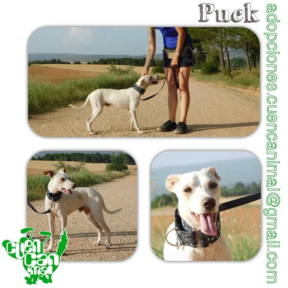 Puck, male young Mixed Breed for adoption at CuencAnimal