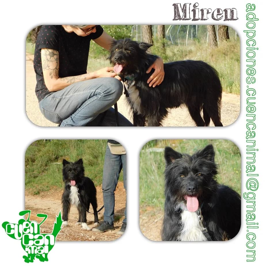 Miren, female young Mixed Breed for adoption at CuencAnimal