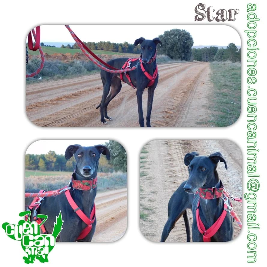 Star, female 5yo mixed breed for adoption at CuencAnimal