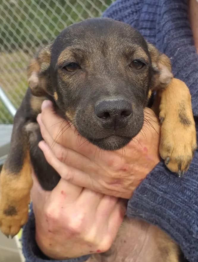 Victor, Shar Pei for adoption at Darna Animal Rescue, Malaga