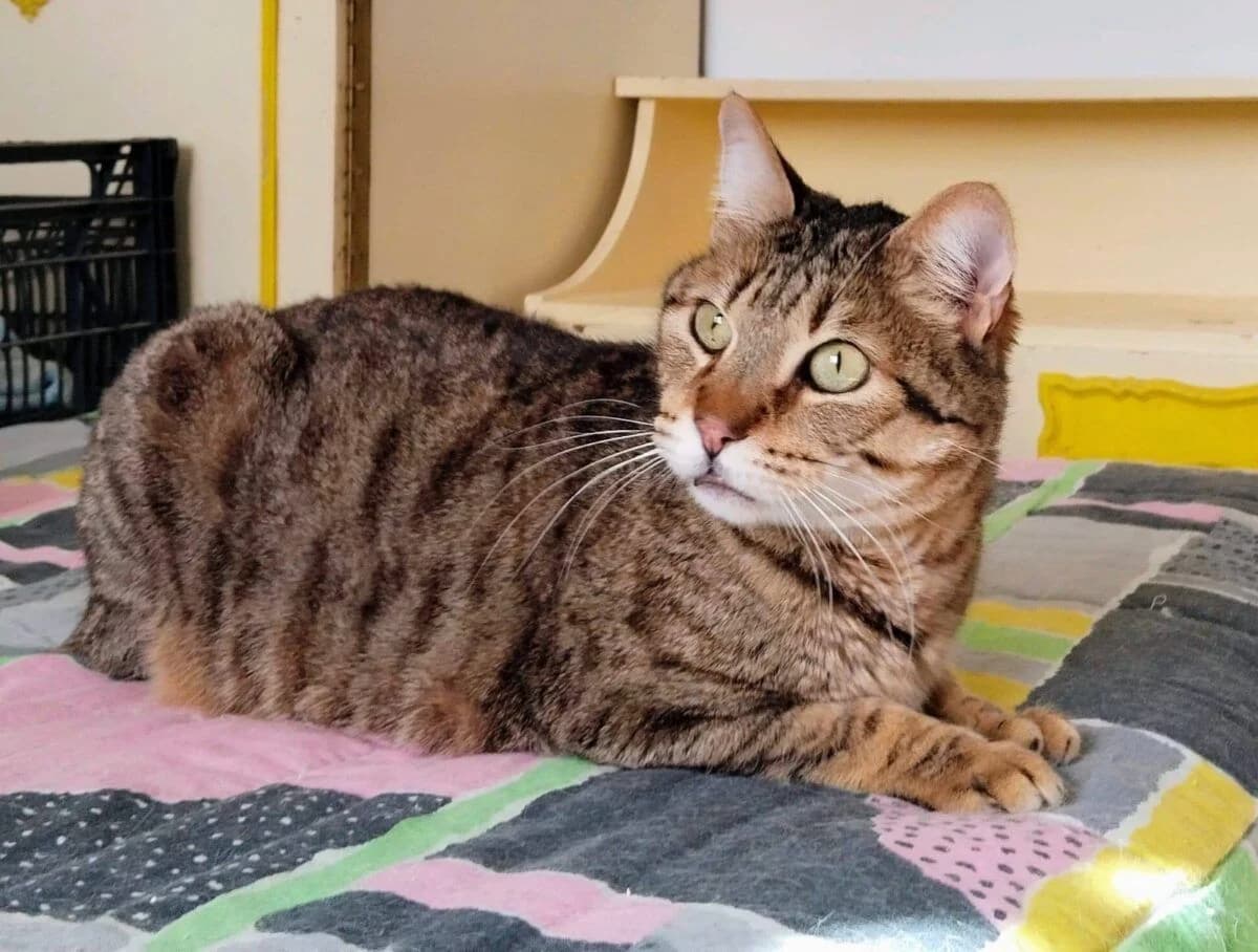 Abasi, male 4yo European Shorthair for adoption at Deja Huella