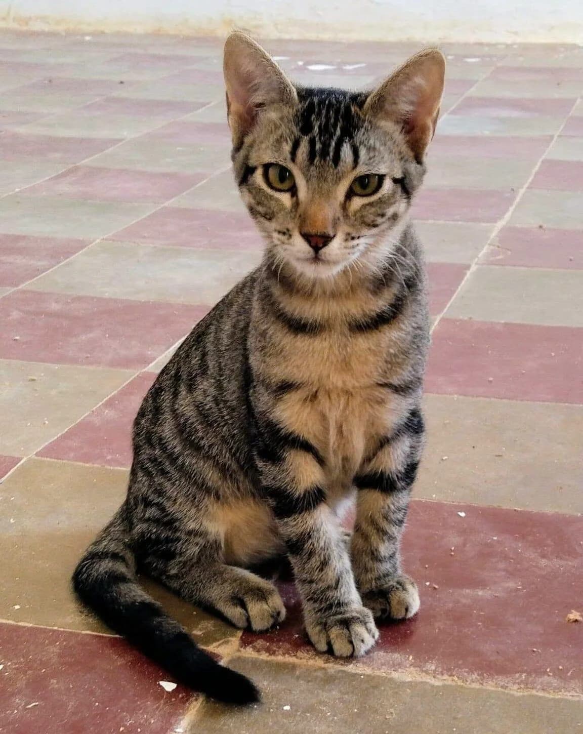 Albert, male European Shorthair for adoption at Deja Huella