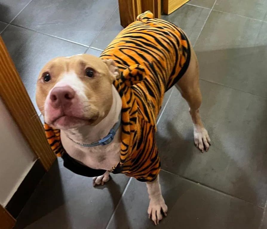 Nala, female 3yo American Staffordshire Terrier for adoption at Deja Huella
