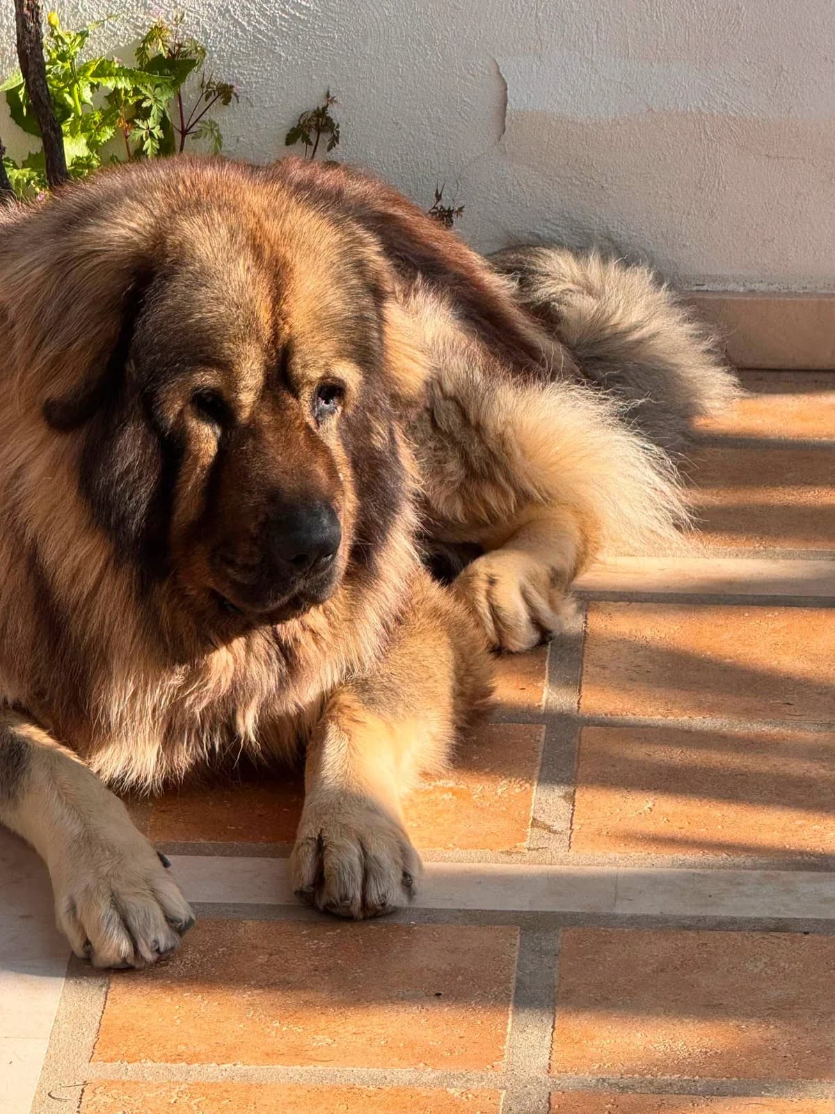 Archo, male 4yo Spanish Mastiff for adoption at Deja Huella