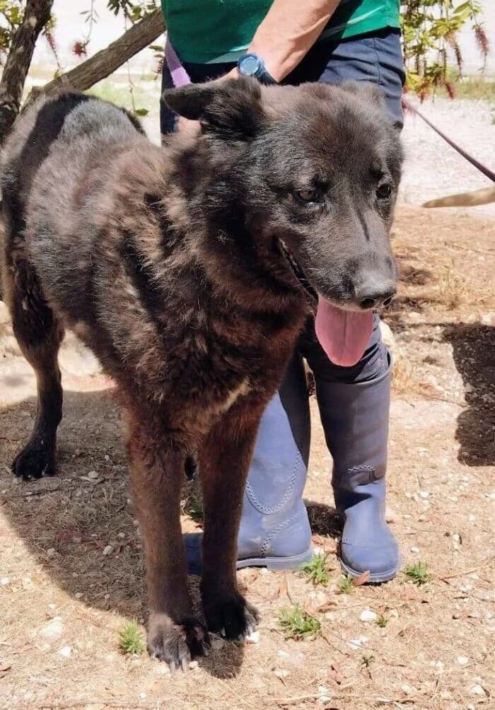 Blacky, male senior German Shepherd for adoption at Deja Huella