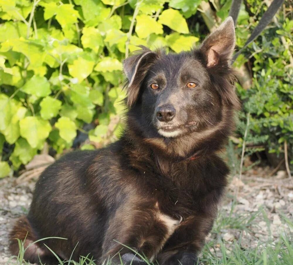 Tatty, female 3yo Border Collie for adoption at Deja Huella