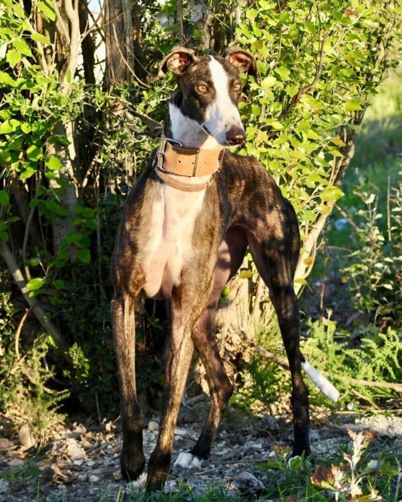 Brigitte, female 4yo Galgo Español for adoption at Deja Huella