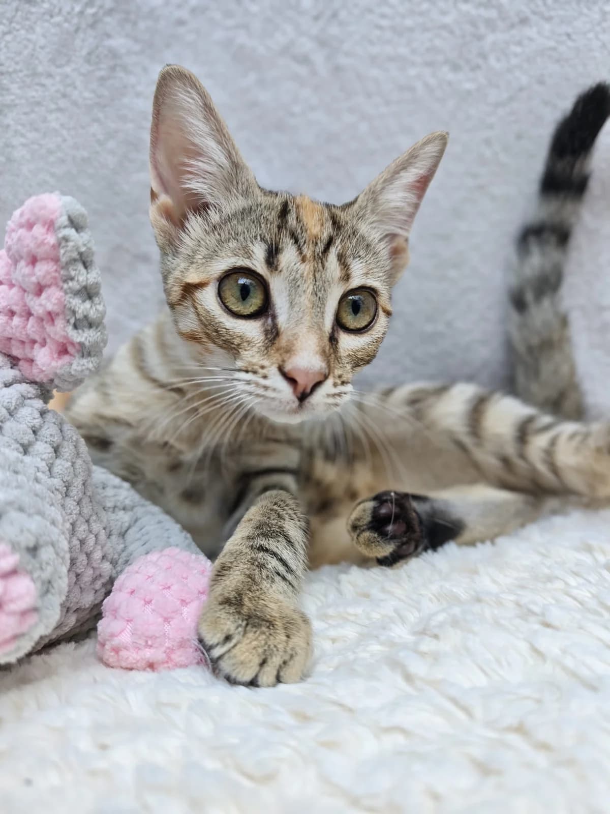 Adopta cachorro gatit@, female Mixed Breed for adoption at Deja Huella