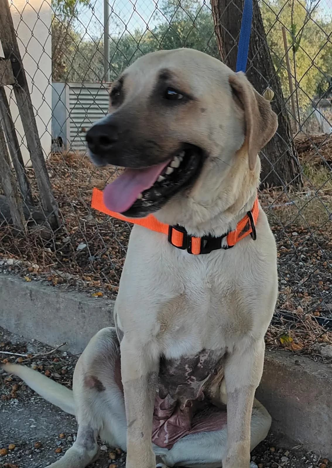 Charlotte, female 7yo Labrador Retriever for adoption at Deja Huella