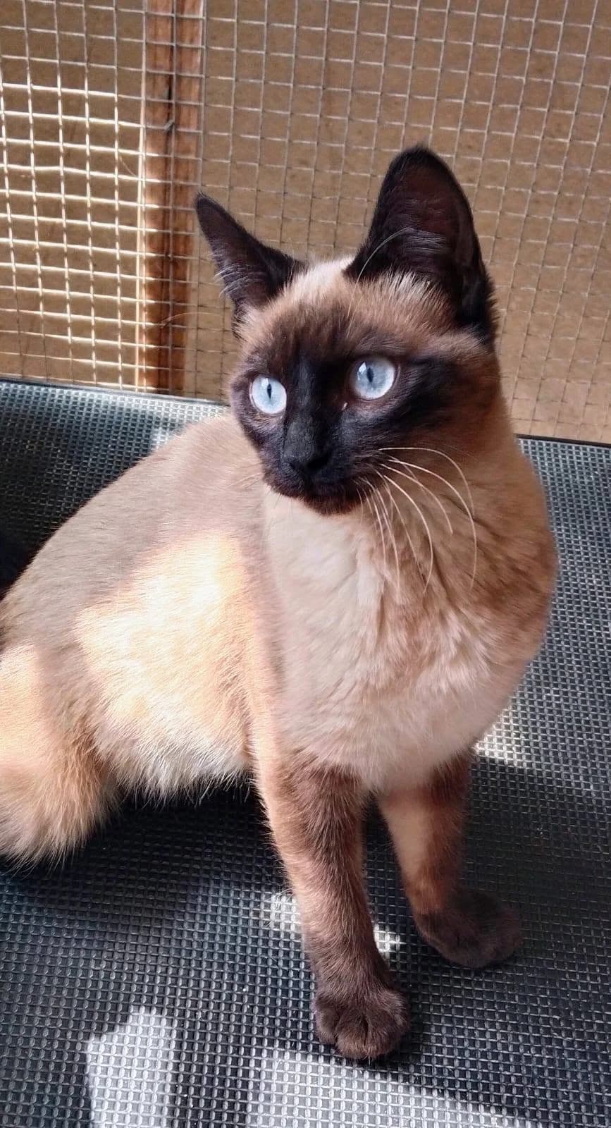 Cristal, female Siamese for adoption at Deja Huella