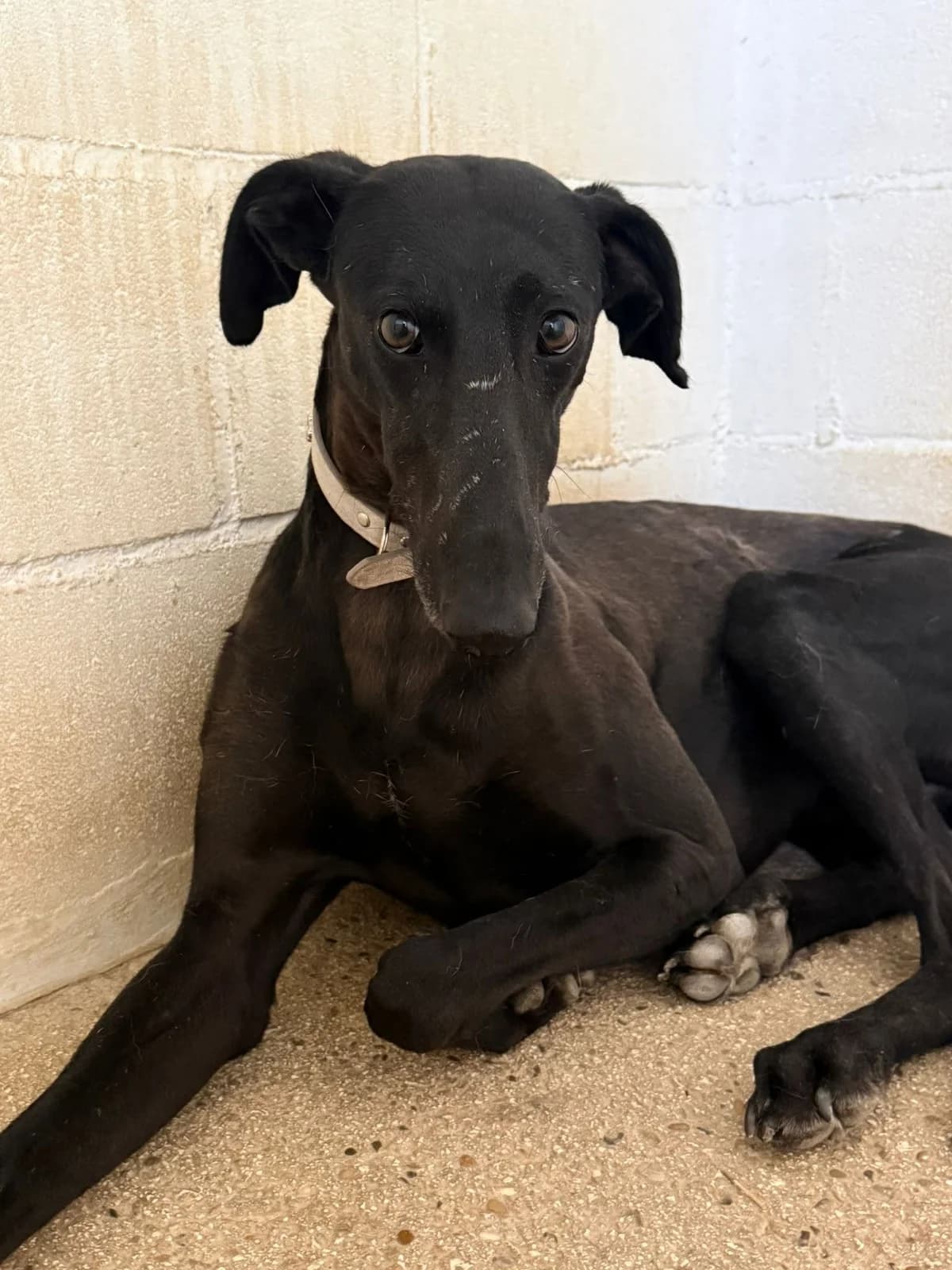 Ébano, male young Galgo Español for adoption at Deja Huella