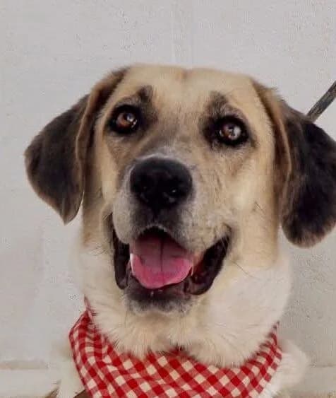 Gabbana, female 6yo mixed breed for adoption at Deja Huella