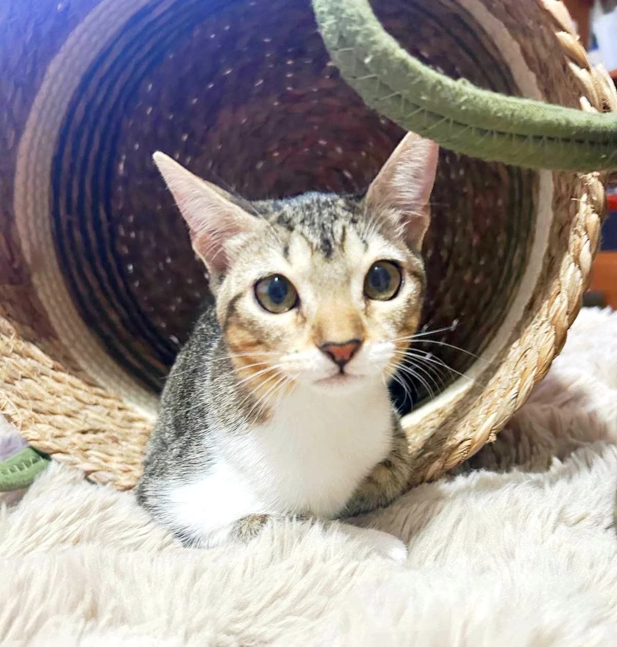 Gala, female European Shorthair for adoption at Deja Huella