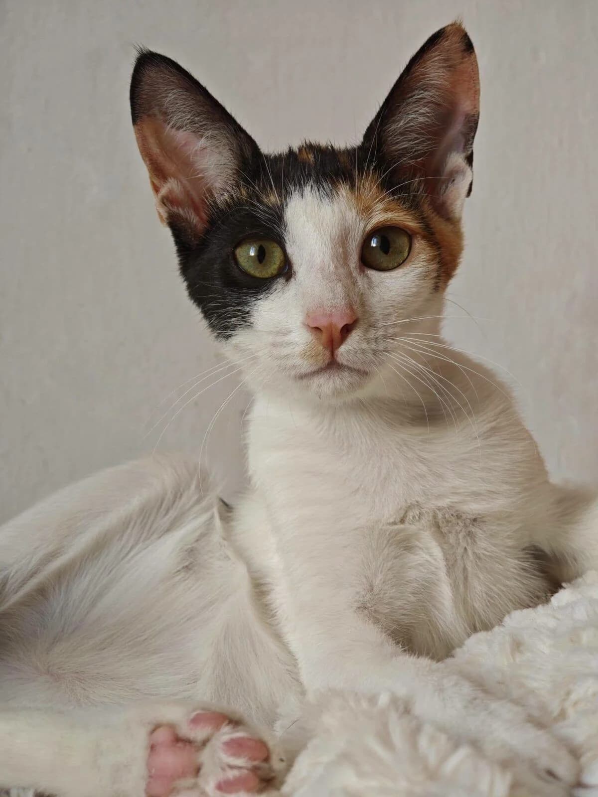 Gitanilla, female European Shorthair for adoption at Deja Huella