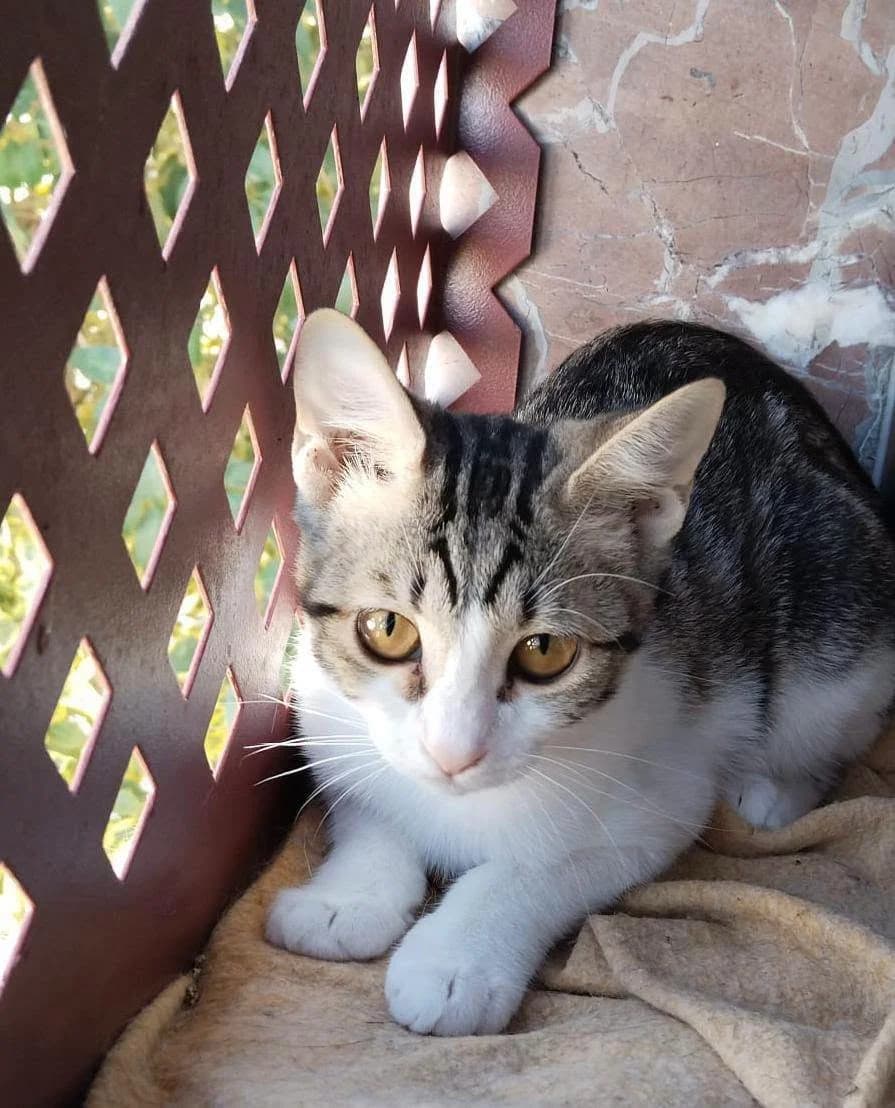 Ivana, female European Shorthair for adoption at Deja Huella