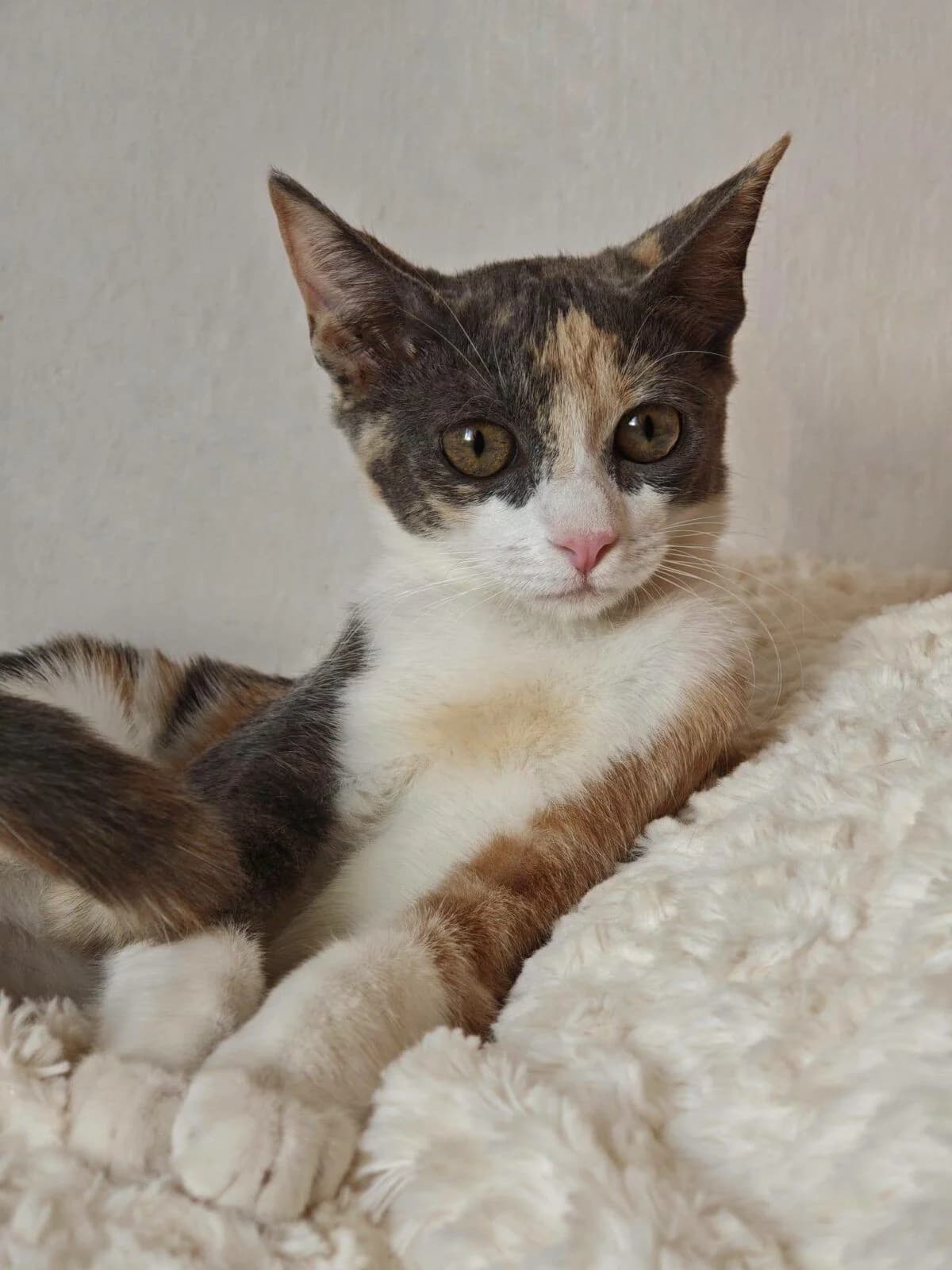 Jazmín, female European Shorthair for adoption at Deja Huella