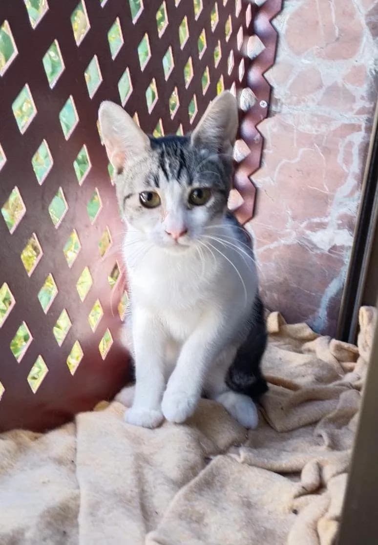 Jimena, female European Shorthair for adoption at Deja Huella
