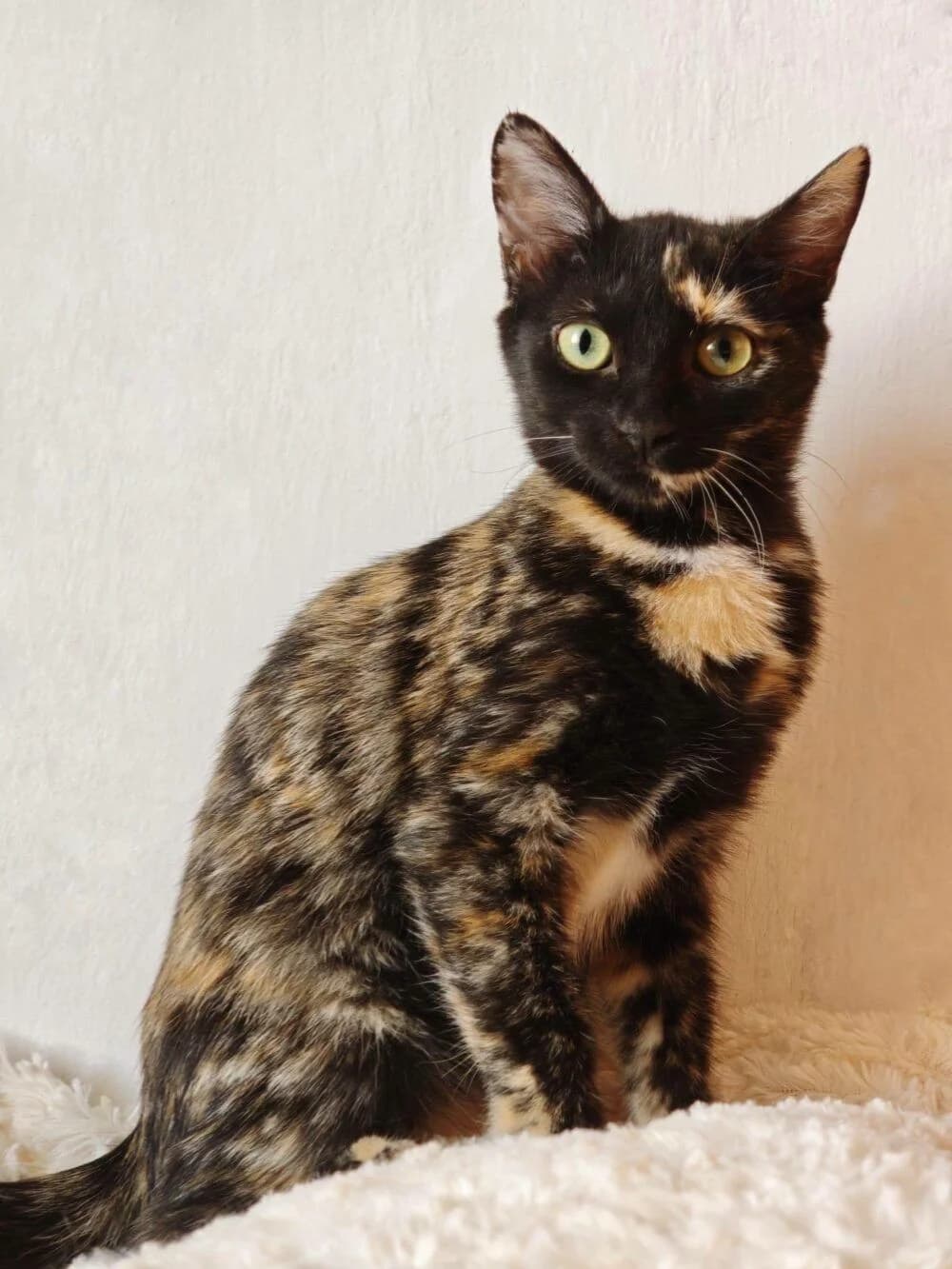 Lúa, female European Shorthair for adoption at Deja Huella