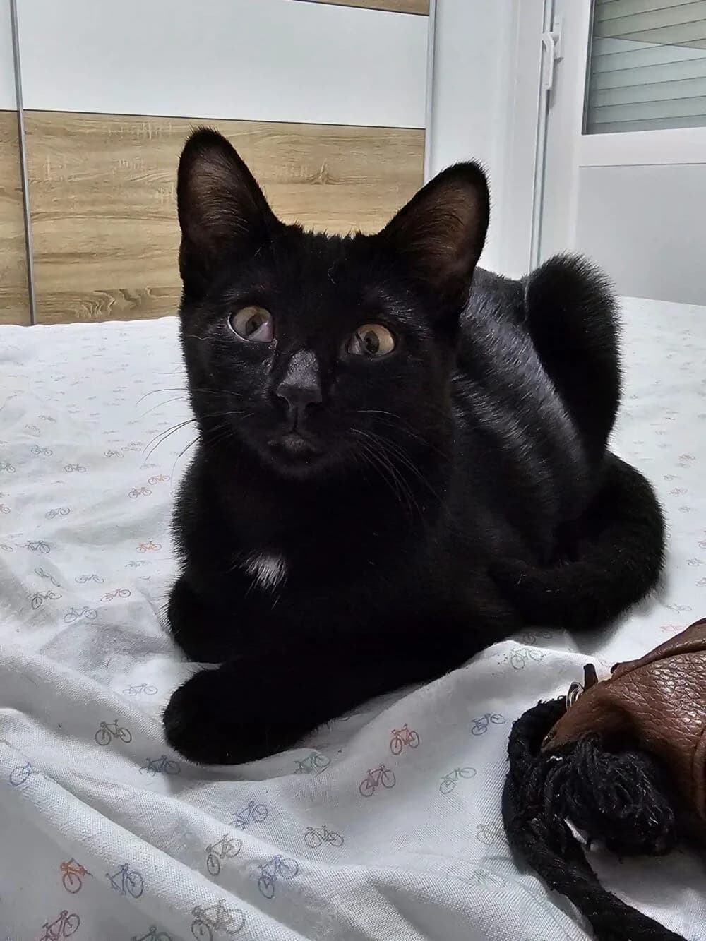 Runa, female European Shorthair for adoption at Deja Huella