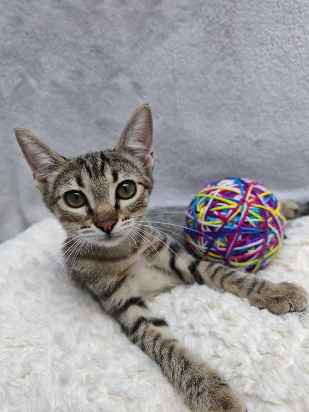 Saba, female European Shorthair for adoption at Deja Huella