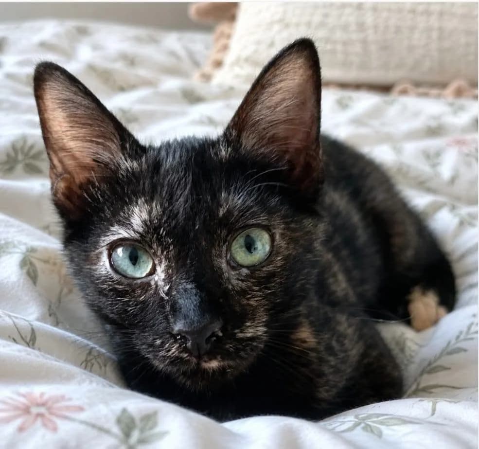 Sofi, female European Shorthair for adoption at Deja Huella