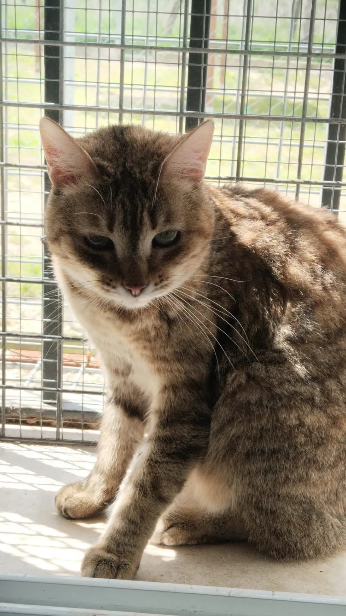 Verona, female 5yo European Shorthair for adoption at Deja Huella