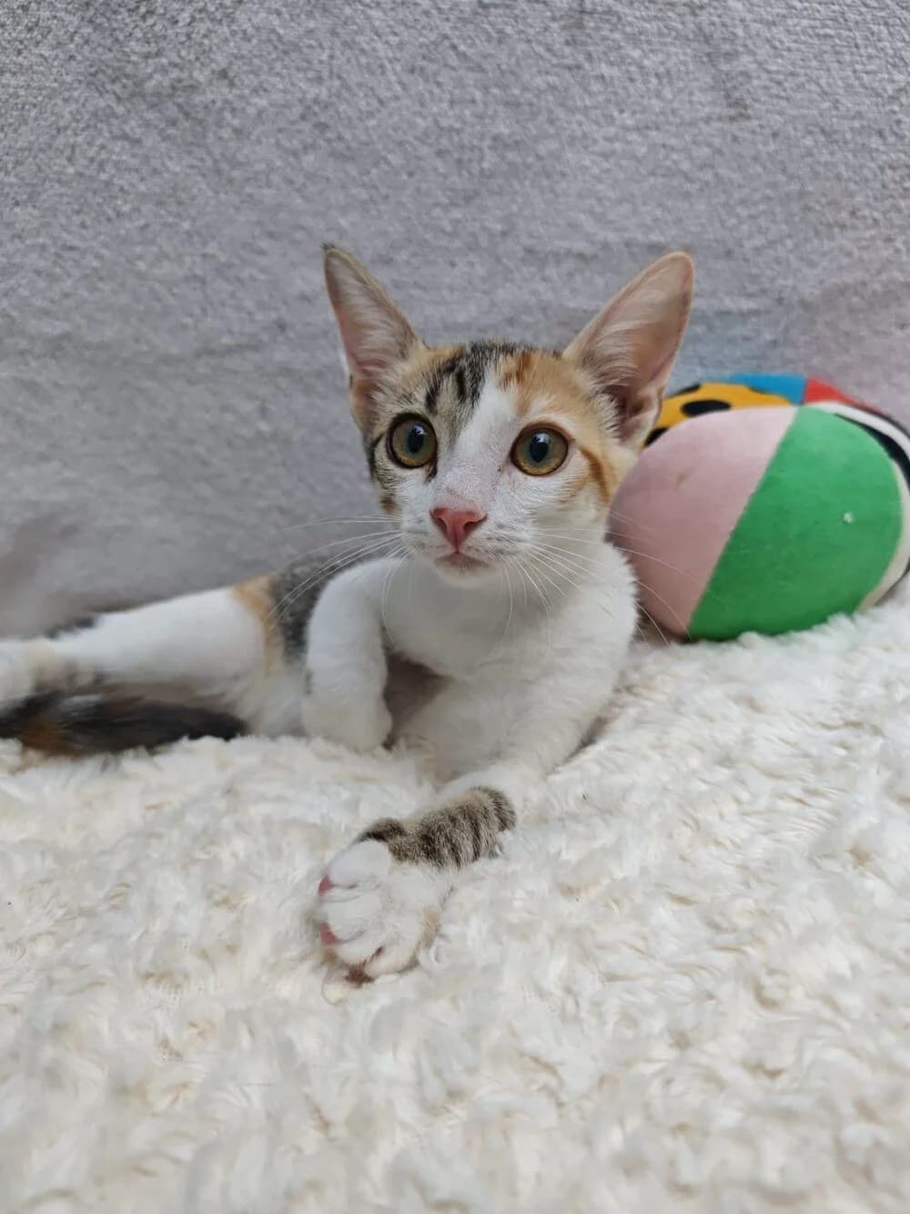 Zoe, female European Shorthair for adoption at Deja Huella