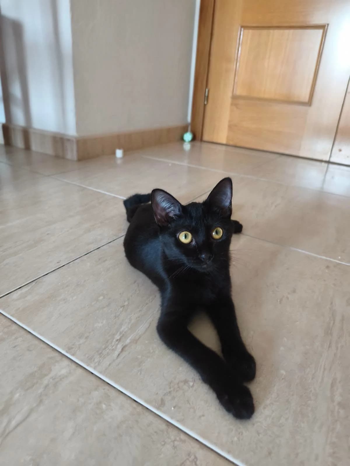 Moon, female European Shorthair for adoption at Deja Huella