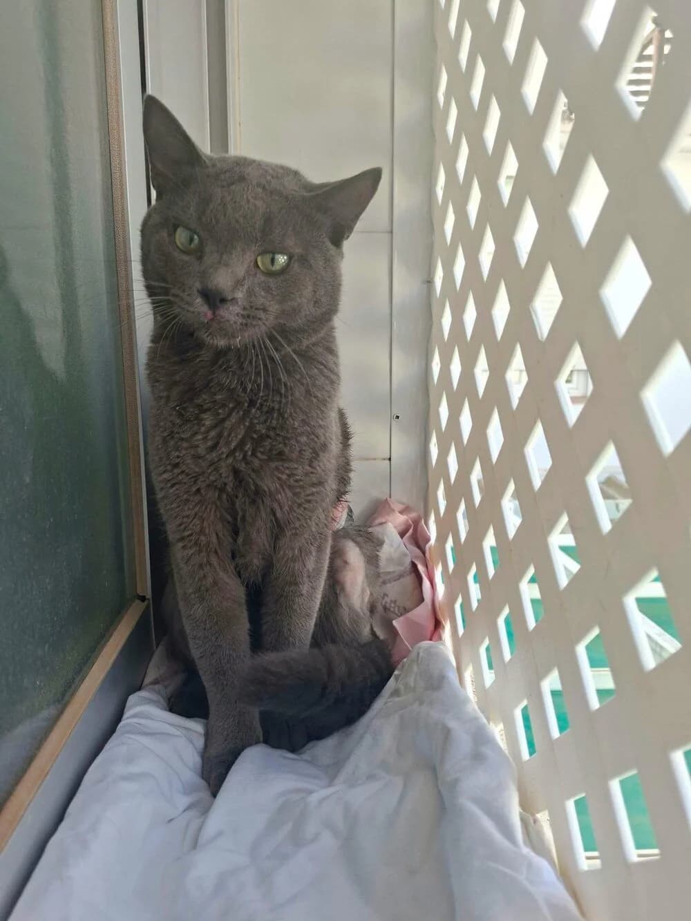 Motto, male young Russian Blue for adoption at Deja Huella