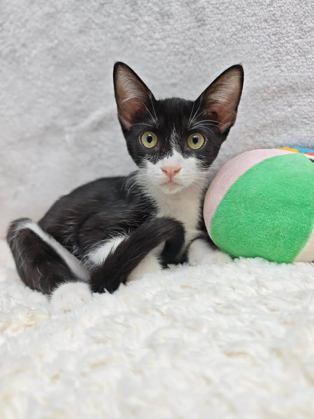 Oreo, male European Shorthair for adoption at Deja Huella