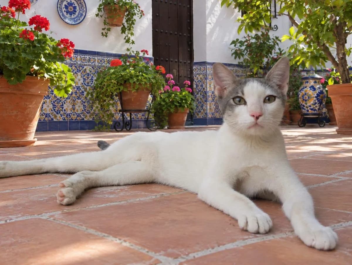 Robe, male European Shorthair for adoption at Deja Huella