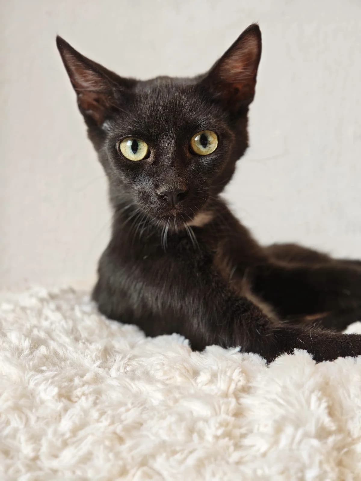 Vampi, male European Shorthair for adoption at Deja Huella