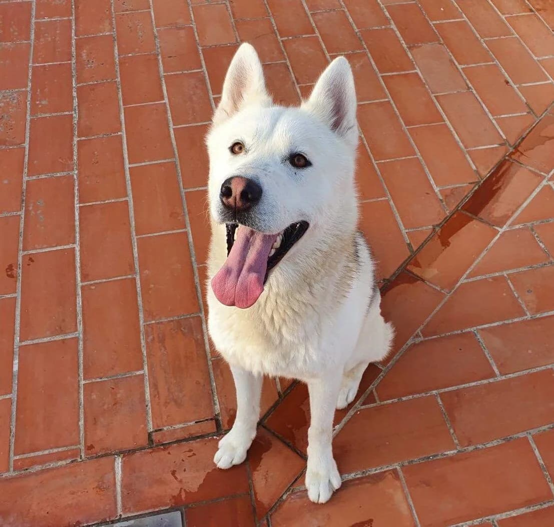 Harpo, male 7yo Husky for adoption at Deja Huella