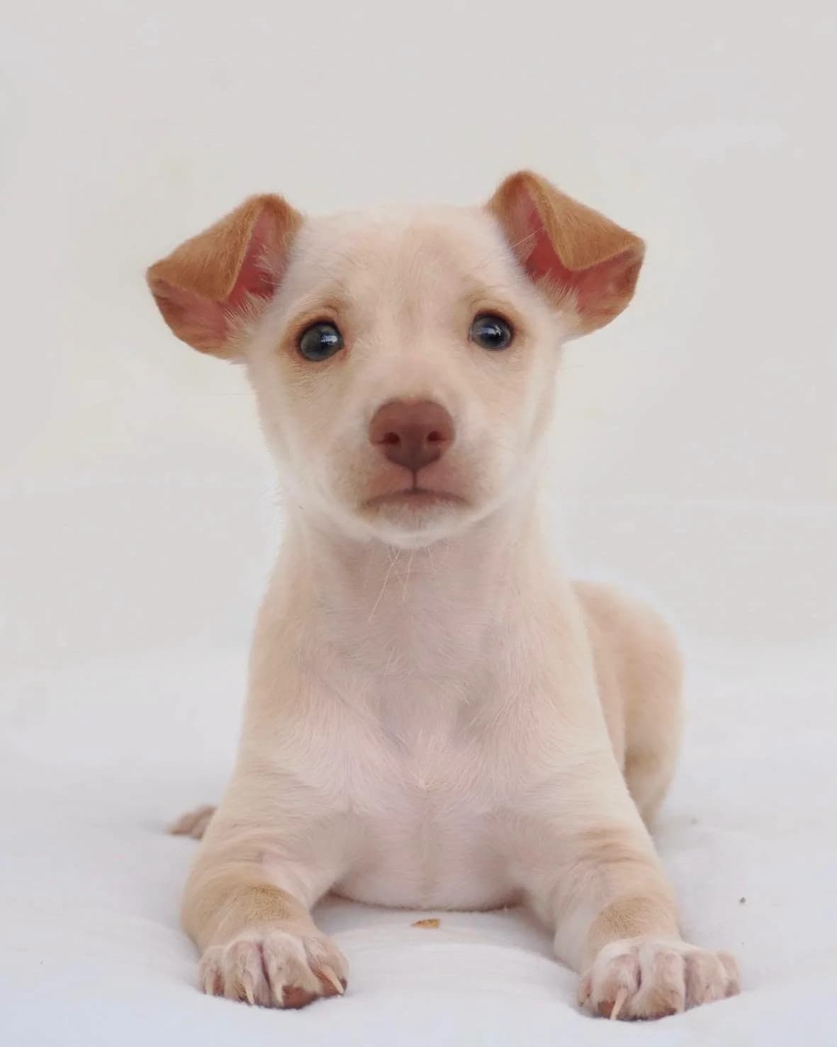 Helga, female Podenco for adoption at Deja Huella