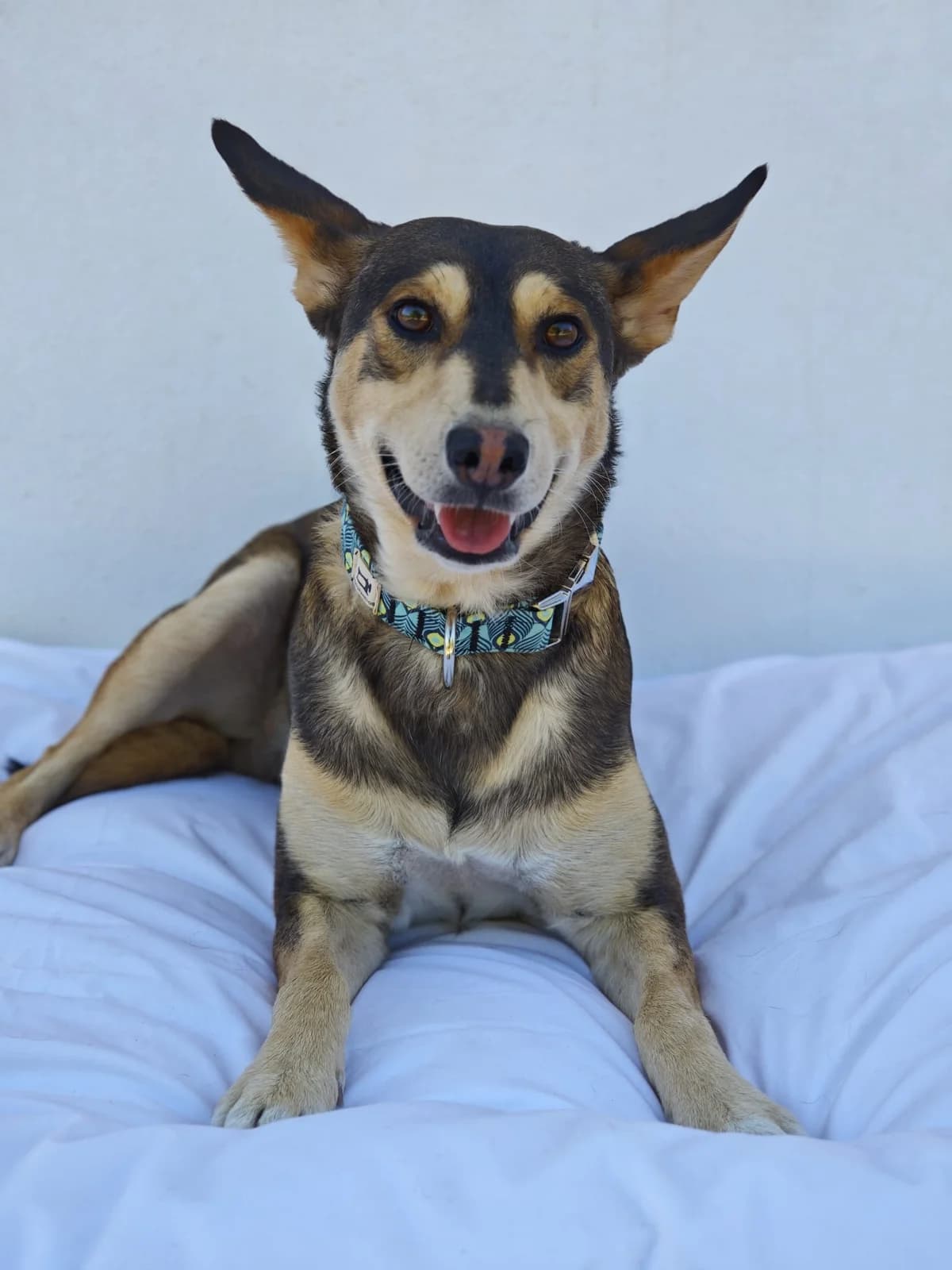Jairo, male 3yo Mixed Breed for adoption at Deja Huella