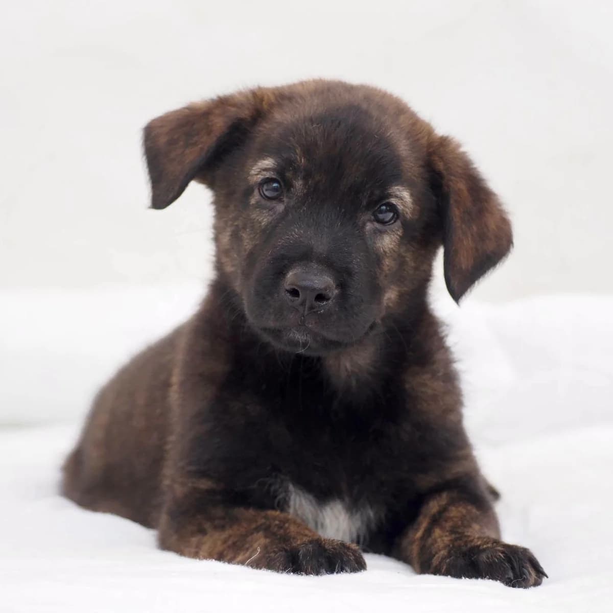 Kalea, female Mixed Breed for adoption at Deja Huella