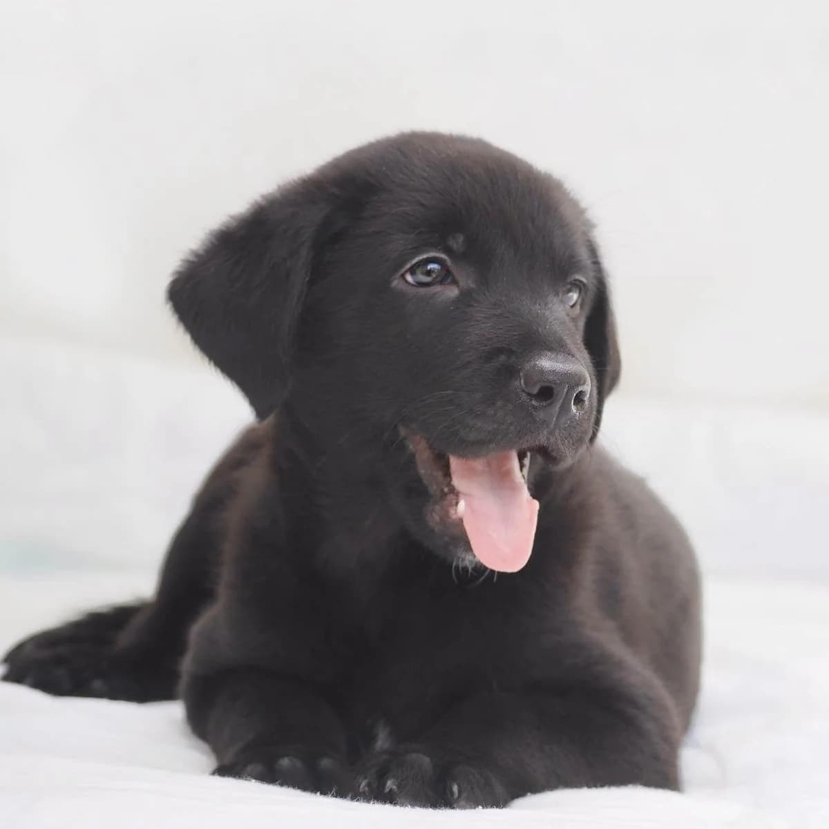 Karen, male Mixed Breed for adoption at Deja Huella