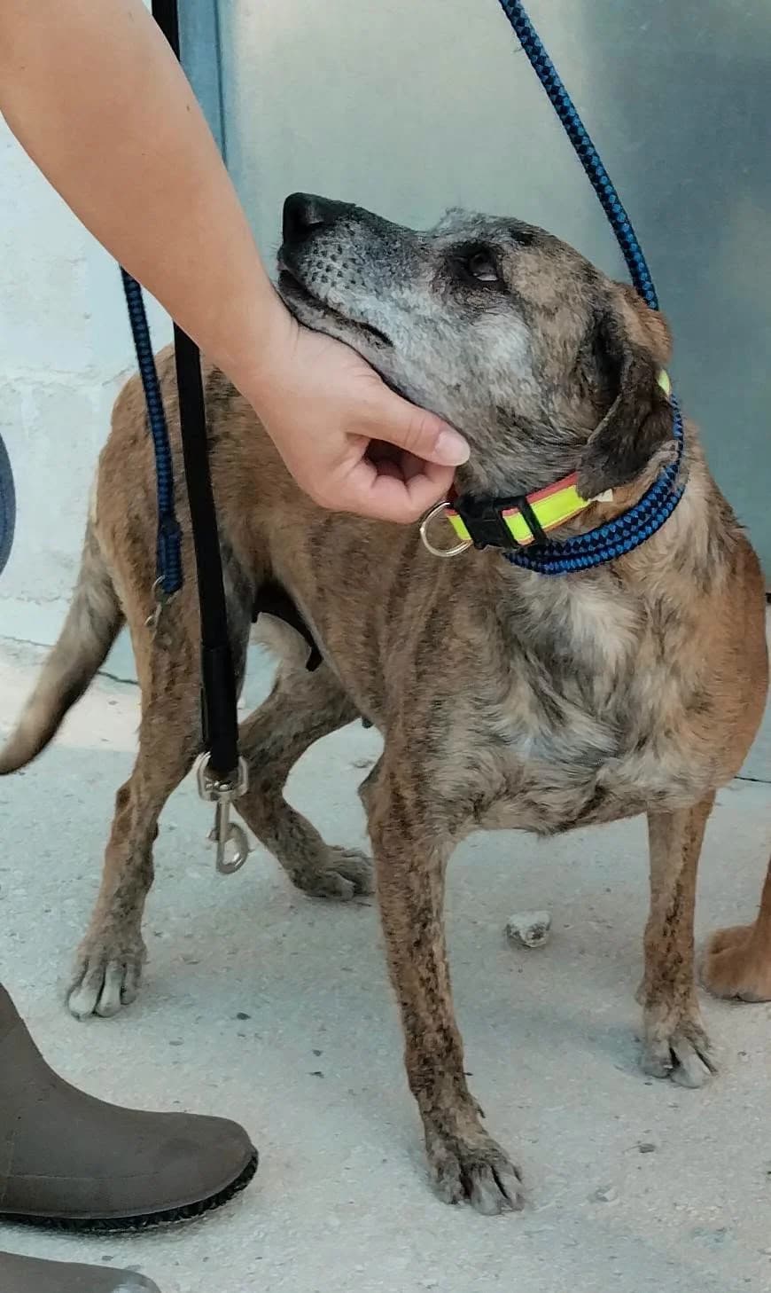 Karla, female 5yo Mixed Breed for adoption at Deja Huella